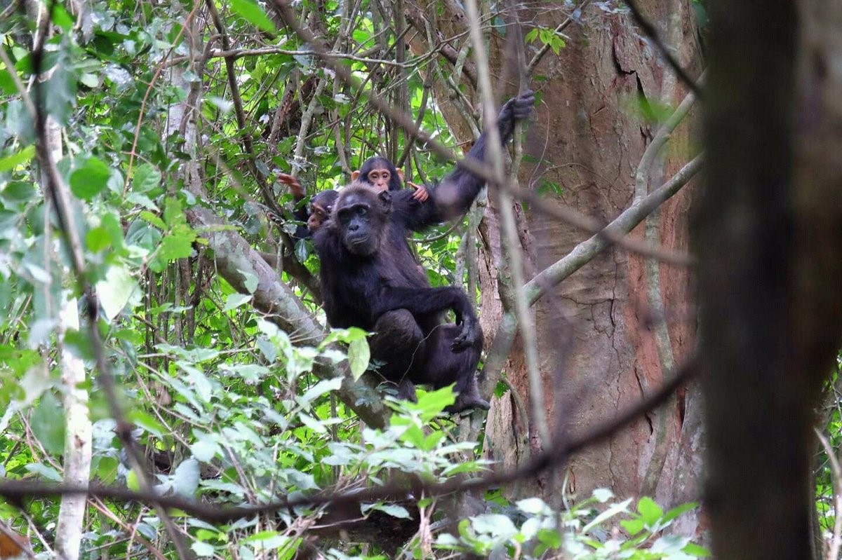 A twin mother and twin Chimpanzees in Bundongo Central Forest Reserve