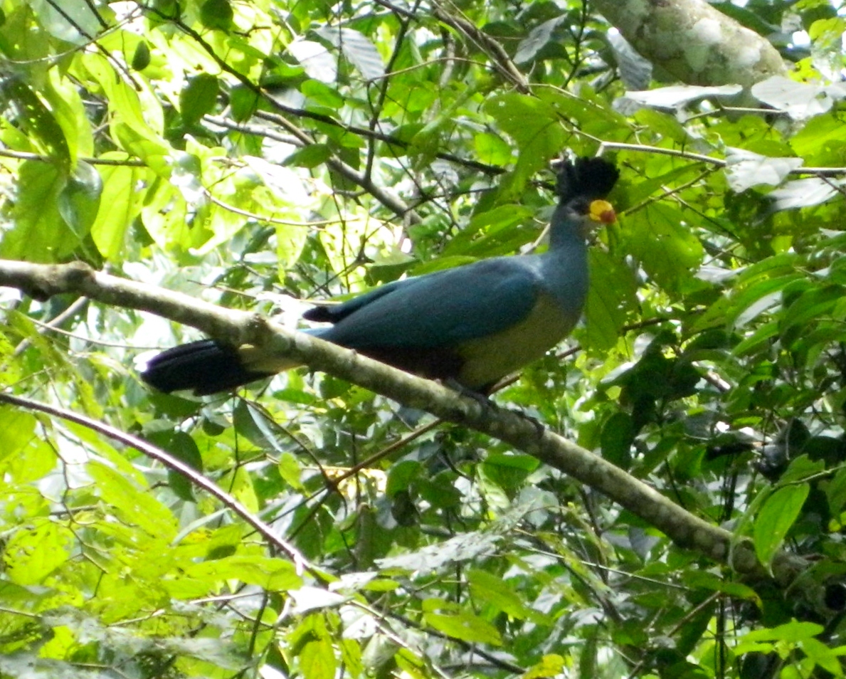 Blue Turaco-Bird in Mpanga, Mabira & Kalinzu Central Forest Reserves