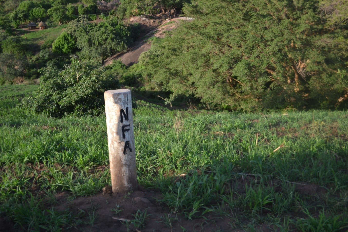 Morongole Central Forest Reserve boundary opened and marked with permanent pillars