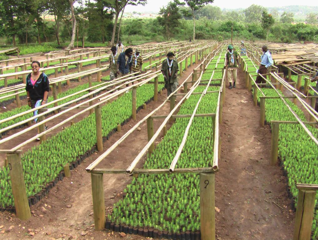 Some of the seedlings NFA raised for the Community Tree Planting Programme
