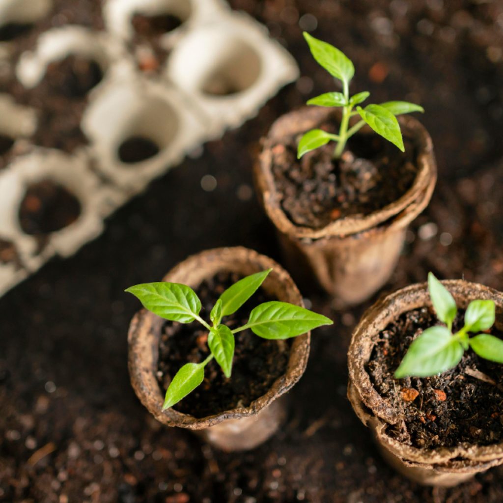 Forest Management Plans