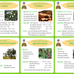 Tree spacing fruiting