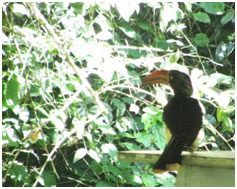 Mpanga Forest