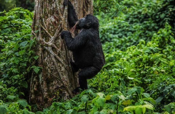 Bugoma Central Forest Reserve