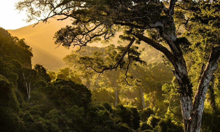 Echuya Central Forest Reserve