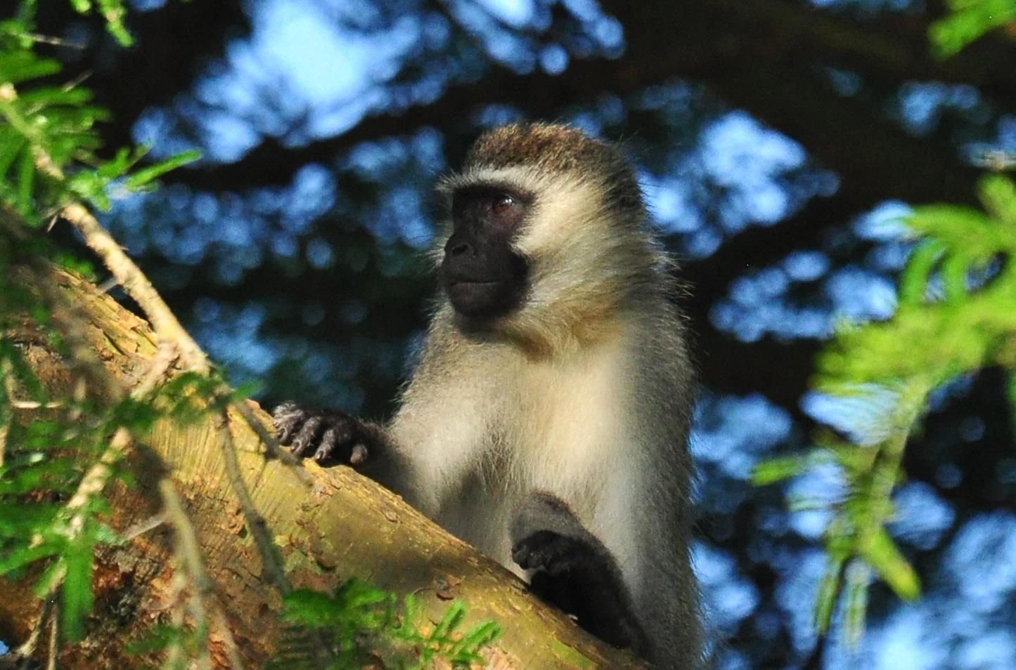 Lutoboka Central Forest Reserve